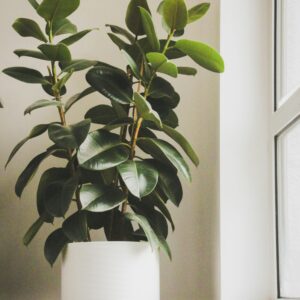 Shop Plants, Indoor Plants, Gardening Seeds2