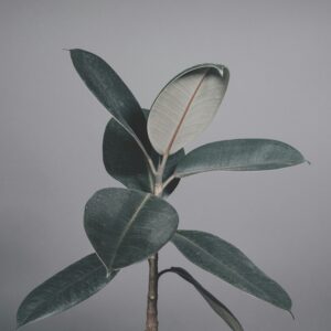 Shop Plants, Indoor Plants, Gardening Seeds3